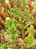 Sedum rupestre (fam Crassulacees) (Europe) (2) (Photo F. Mrugala)